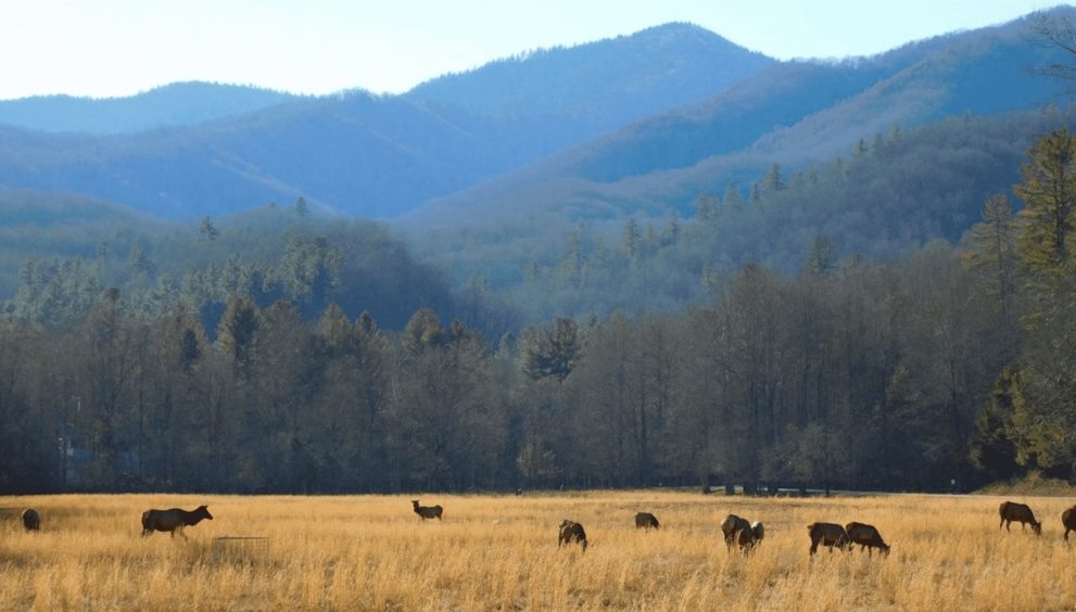 Cataloochee Valley