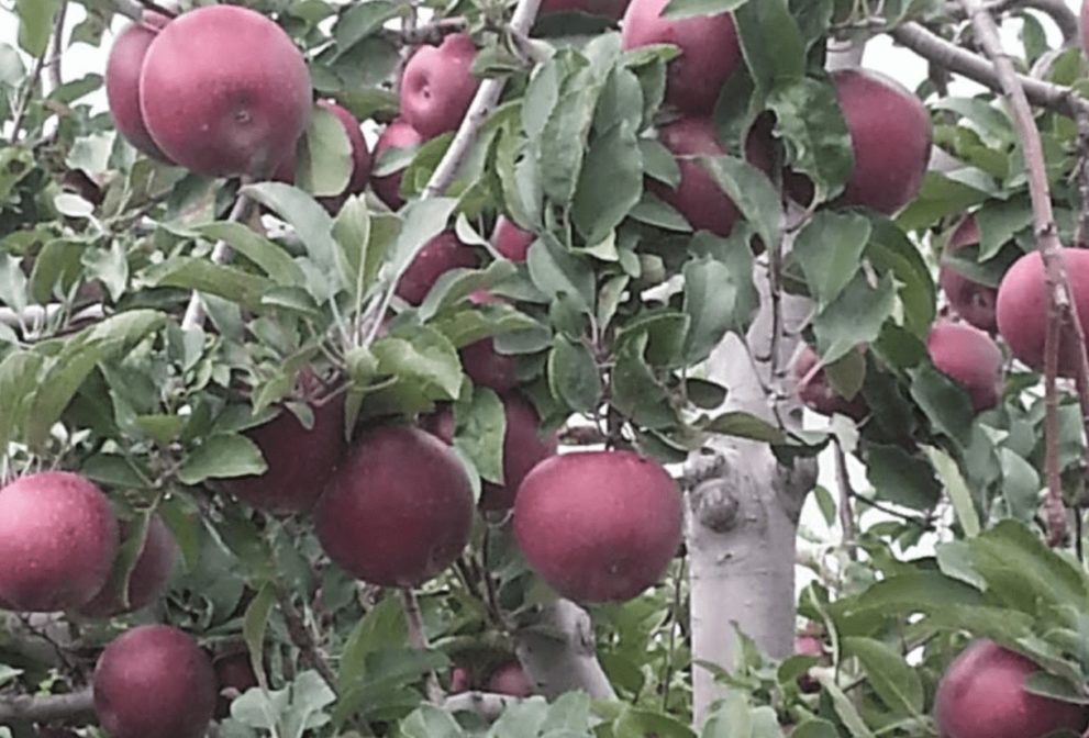 Barbers Orchard Fruit